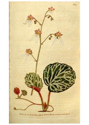 Reproducción/Reproduction 35036836281: The Botanical magazine, or, Flower-garden displayed ... /. [S.l. :s.n.],1790-1800 ;