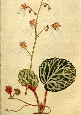 Reproducción/Reproduction 35036836281: The Botanical magazine, or, Flower-garden displayed ... /. [S.l. :s.n.],1790-1800 ;