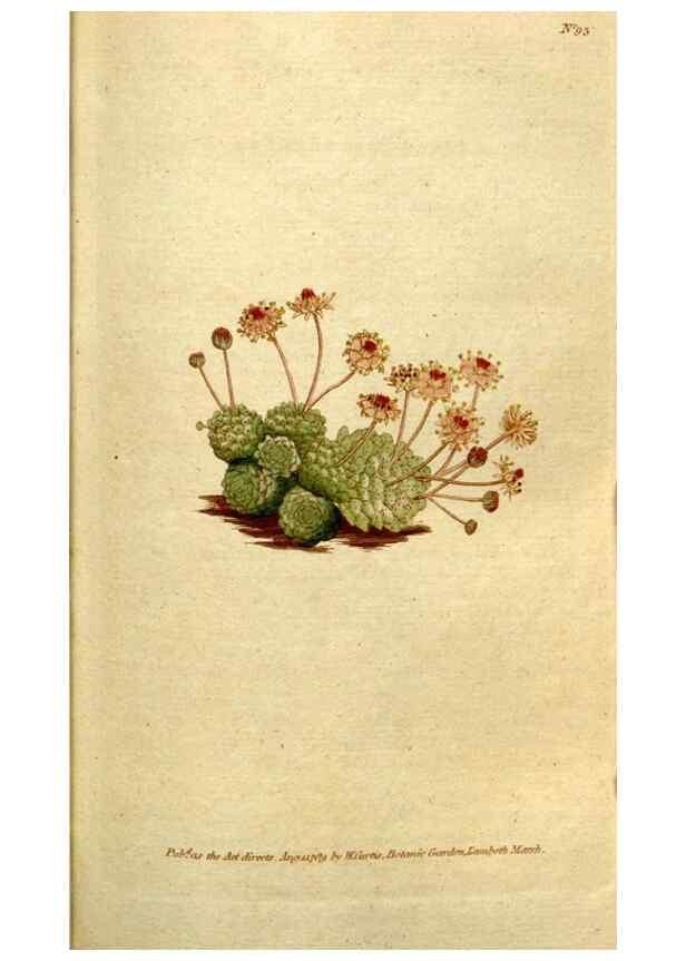 Reproducción/Reproduction 35036838871: The Botanical magazine, or, Flower-garden displayed ... /. [S.l. :s.n.],1790-1800 ;