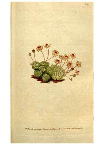 Reproducción/Reproduction 35036838871: The Botanical magazine, or, Flower-garden displayed ... /. [S.l. :s.n.],1790-1800 ;