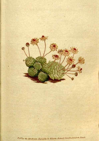 Reproducción/Reproduction 35036838871: The Botanical magazine, or, Flower-garden displayed ... /. [S.l. :s.n.],1790-1800 ;