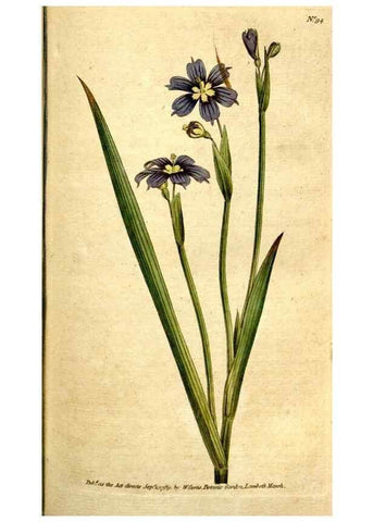 Reproducción/Reproduction 34781177160: The Botanical magazine, or, Flower-garden displayed ... /. [S.l. :s.n.],1790-1800 ;