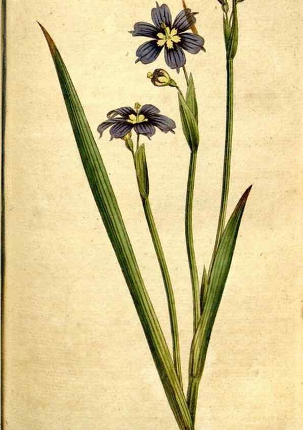 Reproducción/Reproduction 34781177160: The Botanical magazine, or, Flower-garden displayed ... /. [S.l. :s.n.],1790-1800 ;