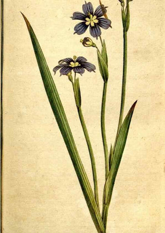 Reproducción/Reproduction 34781177160: The Botanical magazine, or, Flower-garden displayed ... /. [S.l. :s.n.],1790-1800 ;