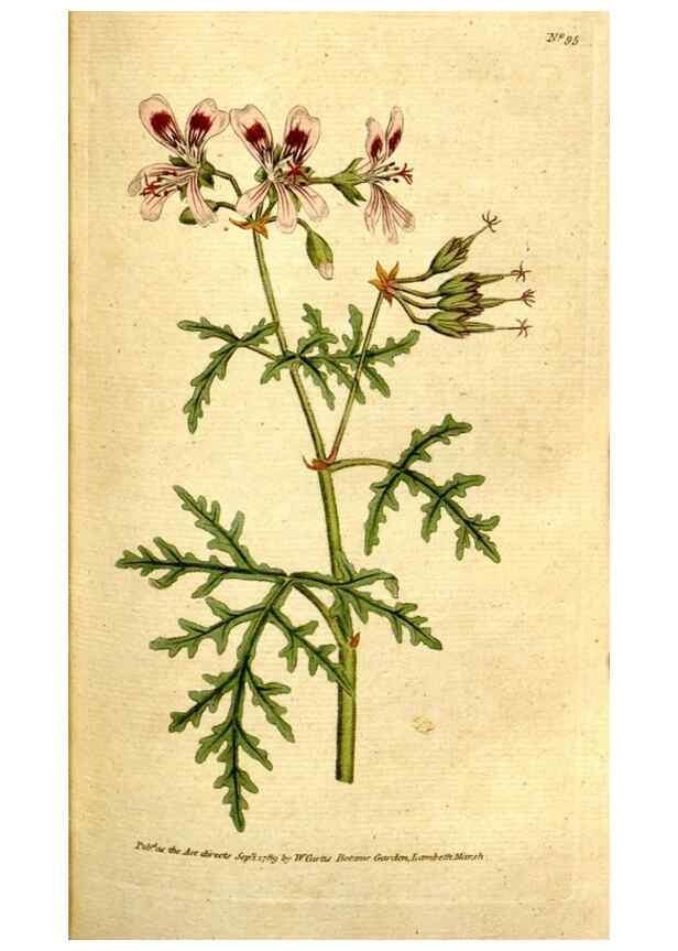 Reproducción/Reproduction 35002558912: The Botanical magazine, or, Flower-garden displayed ... /. [S.l. :s.n.],1790-1800 ;