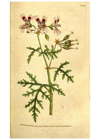 Reproducción/Reproduction 35002558912: The Botanical magazine, or, Flower-garden displayed ... /. [S.l. :s.n.],1790-1800 ;