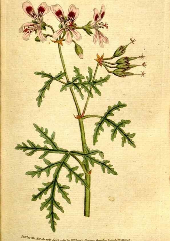 Reproducción/Reproduction 35002558912: The Botanical magazine, or, Flower-garden displayed ... /. [S.l. :s.n.],1790-1800 ;