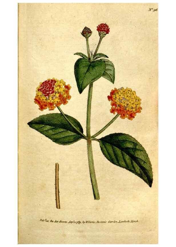 Reproducción/Reproduction 35127601206: The Botanical magazine, or, Flower-garden displayed ... /. [S.l. :s.n.],1790-1800 ;