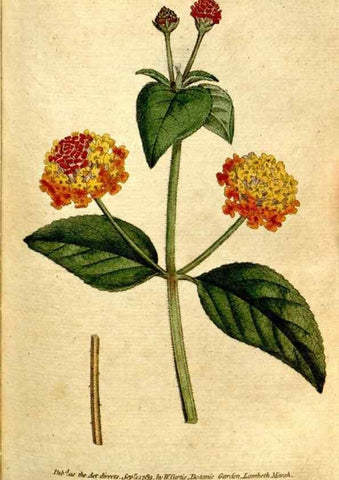 Reproducción/Reproduction 35127601206: The Botanical magazine, or, Flower-garden displayed ... /. [S.l. :s.n.],1790-1800 ;