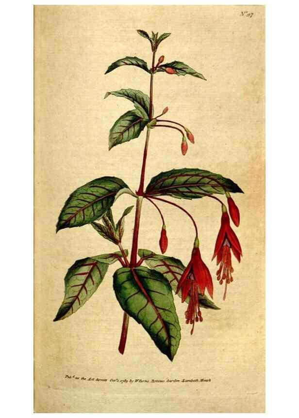 Reproducción/Reproduction 34781184510: The Botanical magazine, or, Flower-garden displayed ... /. [S.l. :s.n.],1790-1800 ;