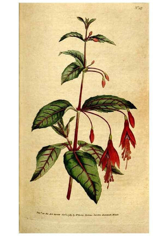 Reproducción/Reproduction 34781184510: The Botanical magazine, or, Flower-garden displayed ... /. [S.l. :s.n.],1790-1800 ;