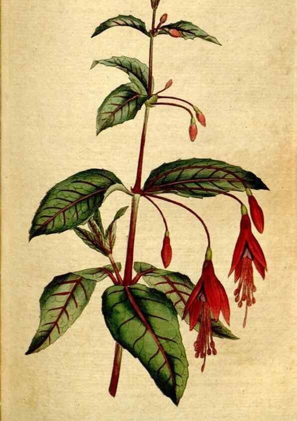 Reproducción/Reproduction 34781184510: The Botanical magazine, or, Flower-garden displayed ... /. [S.l. :s.n.],1790-1800 ;