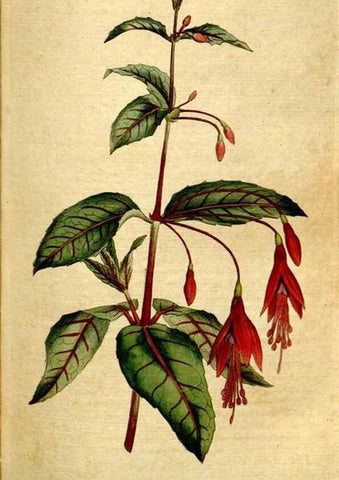 Reproducción/Reproduction 34781184510: The Botanical magazine, or, Flower-garden displayed ... /. [S.l. :s.n.],1790-1800 ;