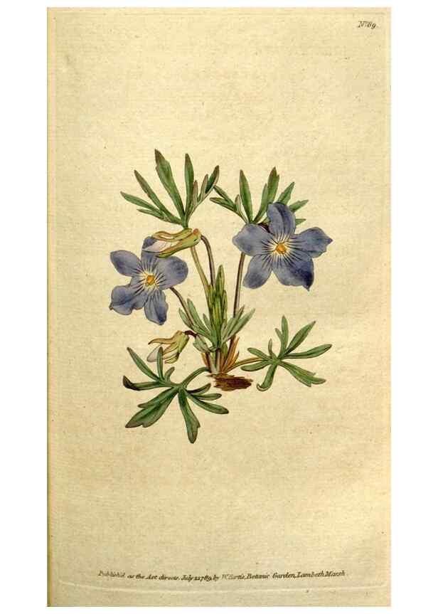 Reproducción/Reproduction 34322640114: The Botanical magazine, or, Flower-garden displayed ... /. [S.l. :s.n.],1790-1800 ;