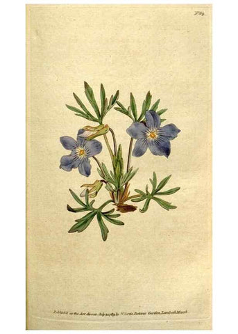 Reproducción/Reproduction 34322640114: The Botanical magazine, or, Flower-garden displayed ... /. [S.l. :s.n.],1790-1800 ;