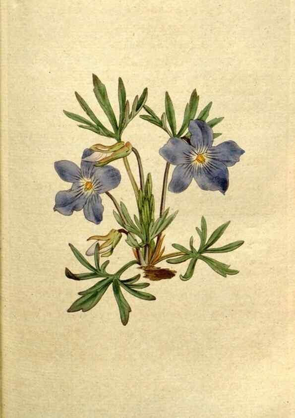 Reproducción/Reproduction 34322640114: The Botanical magazine, or, Flower-garden displayed ... /. [S.l. :s.n.],1790-1800 ;