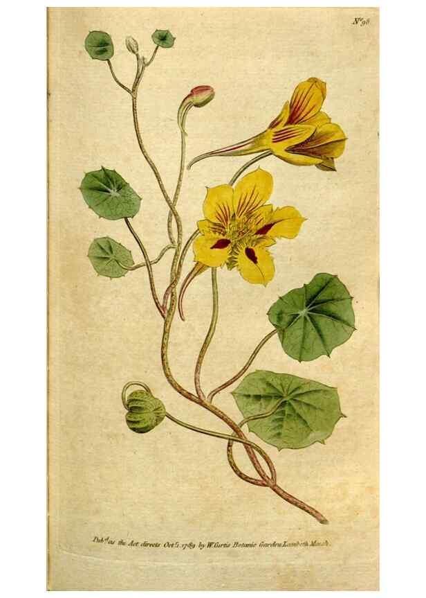 Reproducción/Reproduction 35036852451: The Botanical magazine, or, Flower-garden displayed ... /. [S.l. :s.n.],1790-1800 ;