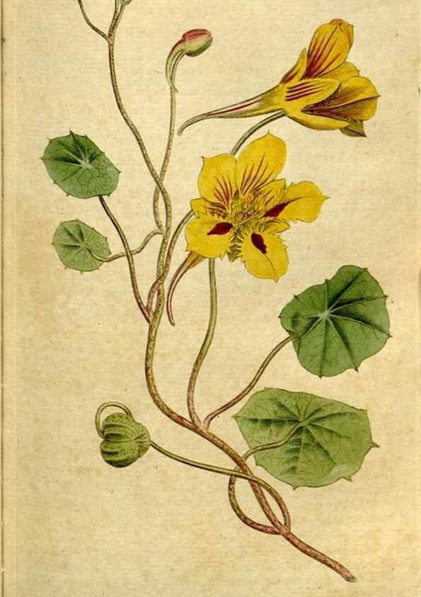 Reproducción/Reproduction 35036852451: The Botanical magazine, or, Flower-garden displayed ... /. [S.l. :s.n.],1790-1800 ;