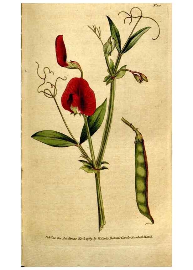 Reproducción/Reproduction 35127609406: The Botanical magazine, or, Flower-garden displayed ... /. [S.l. :s.n.],1790-1800 ;