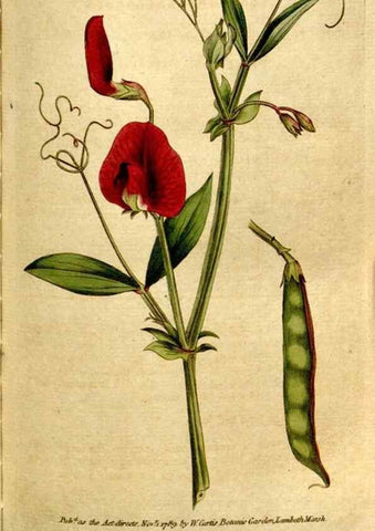 Reproducción/Reproduction 35127609406: The Botanical magazine, or, Flower-garden displayed ... /. [S.l. :s.n.],1790-1800 ;