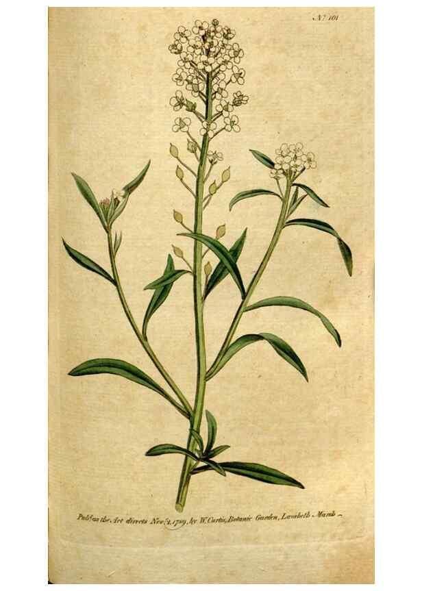 Reproducción/Reproduction 34358008993: The Botanical magazine, or, Flower-garden displayed ... /. [S.l. :s.n.],1790-1800 ;