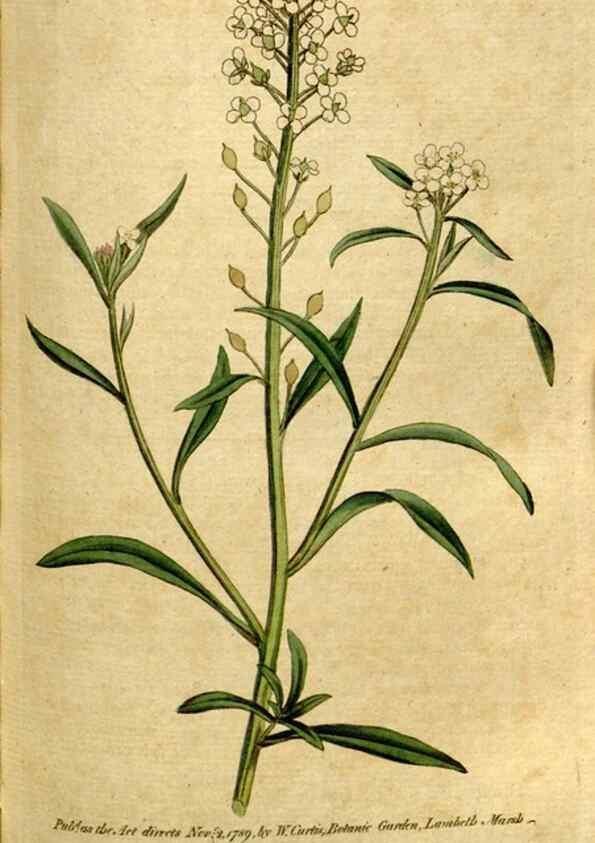 Reproducción/Reproduction 34358008993: The Botanical magazine, or, Flower-garden displayed ... /. [S.l. :s.n.],1790-1800 ;