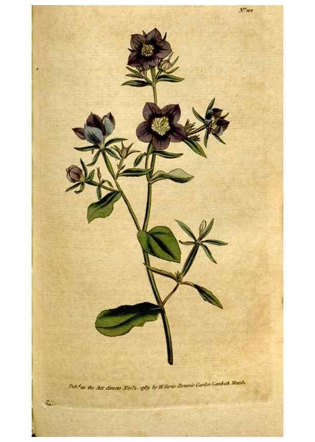 Reproducción/Reproduction 35127612826: The Botanical magazine, or, Flower-garden displayed ... /. [S.l. :s.n.],1790-1800 ;
