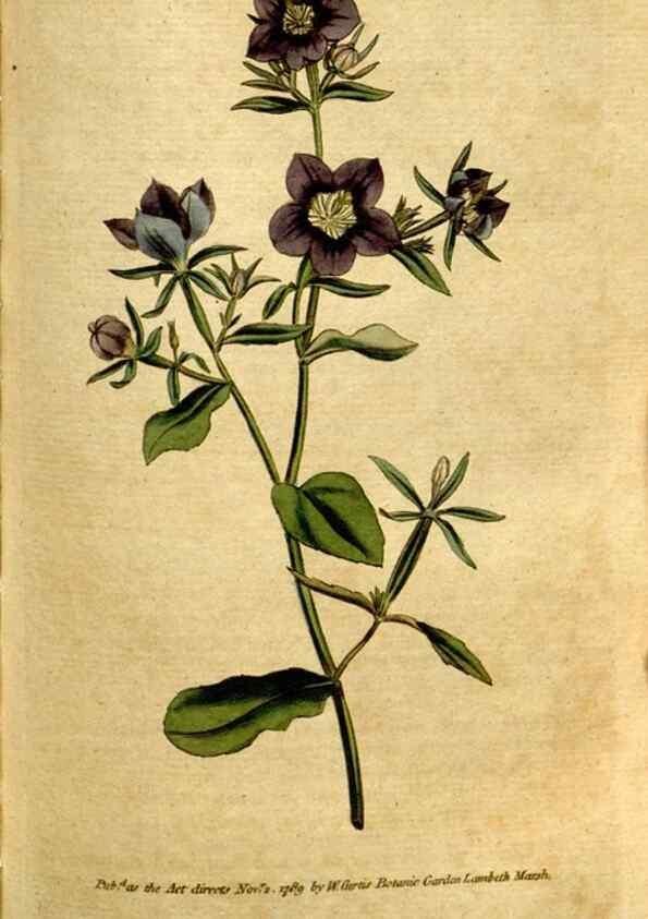 Reproducción/Reproduction 35127612826: The Botanical magazine, or, Flower-garden displayed ... /. [S.l. :s.n.],1790-1800 ;