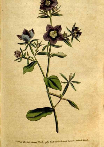 Reproducción/Reproduction 35127612826: The Botanical magazine, or, Flower-garden displayed ... /. [S.l. :s.n.],1790-1800 ;