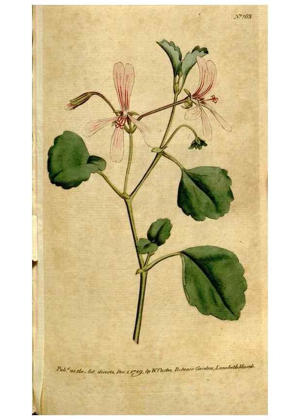 Reproducción/Reproduction 35002567282: The Botanical magazine, or, Flower-garden displayed ... /. [S.l. :s.n.],1790-1800 ;
