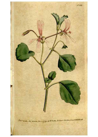 Reproducción/Reproduction 35002567282: The Botanical magazine, or, Flower-garden displayed ... /. [S.l. :s.n.],1790-1800 ;