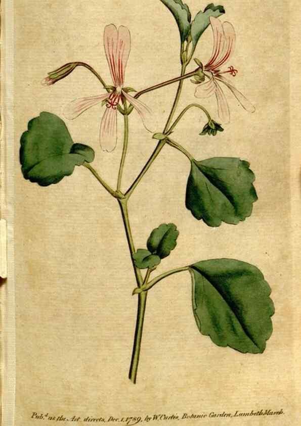 Reproducción/Reproduction 35002567282: The Botanical magazine, or, Flower-garden displayed ... /. [S.l. :s.n.],1790-1800 ;