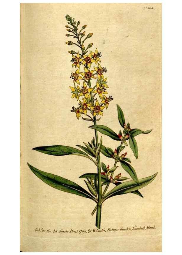 Reproducción/Reproduction 35127616026: The Botanical magazine, or, Flower-garden displayed ... /. [S.l. :s.n.],1790-1800 ;