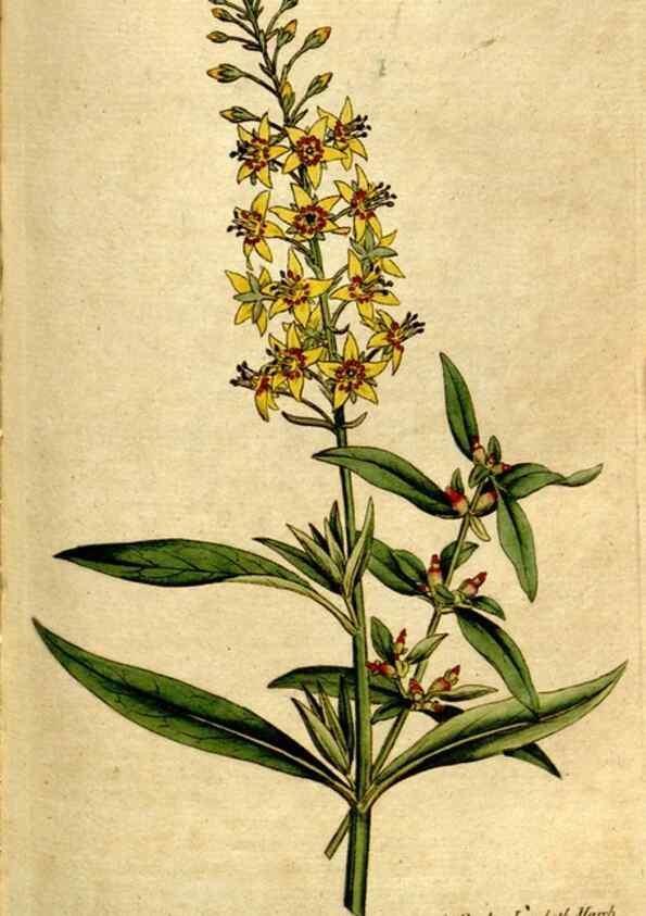 Reproducción/Reproduction 35127616026: The Botanical magazine, or, Flower-garden displayed ... /. [S.l. :s.n.],1790-1800 ;