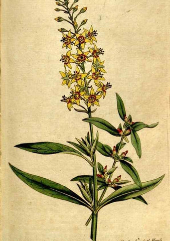 Reproducción/Reproduction 35127616026: The Botanical magazine, or, Flower-garden displayed ... /. [S.l. :s.n.],1790-1800 ;