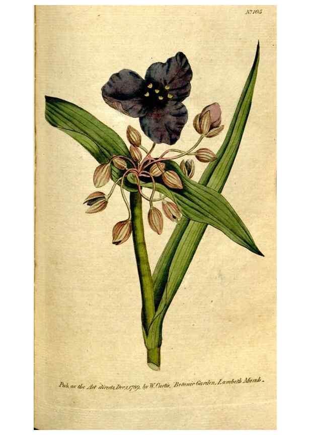 Reproducción/Reproduction 35002568522: The Botanical magazine, or, Flower-garden displayed ... /. [S.l. :s.n.],1790-1800 ;