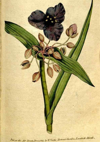 Reproducción/Reproduction 35002568522: The Botanical magazine, or, Flower-garden displayed ... /. [S.l. :s.n.],1790-1800 ;