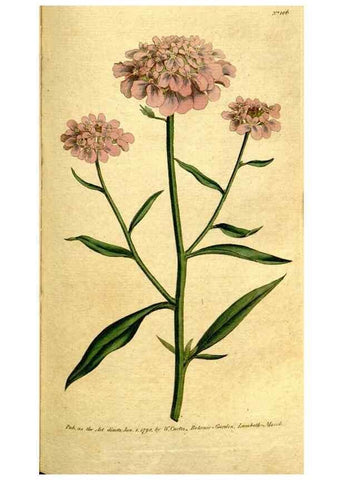 Reproducción/Reproduction 34358021933: The Botanical magazine, or, Flower-garden displayed ... /. [S.l. :s.n.],1790-1800 ;