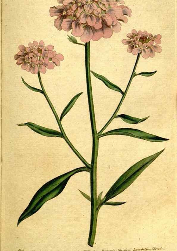 Reproducción/Reproduction 34358021933: The Botanical magazine, or, Flower-garden displayed ... /. [S.l. :s.n.],1790-1800 ;