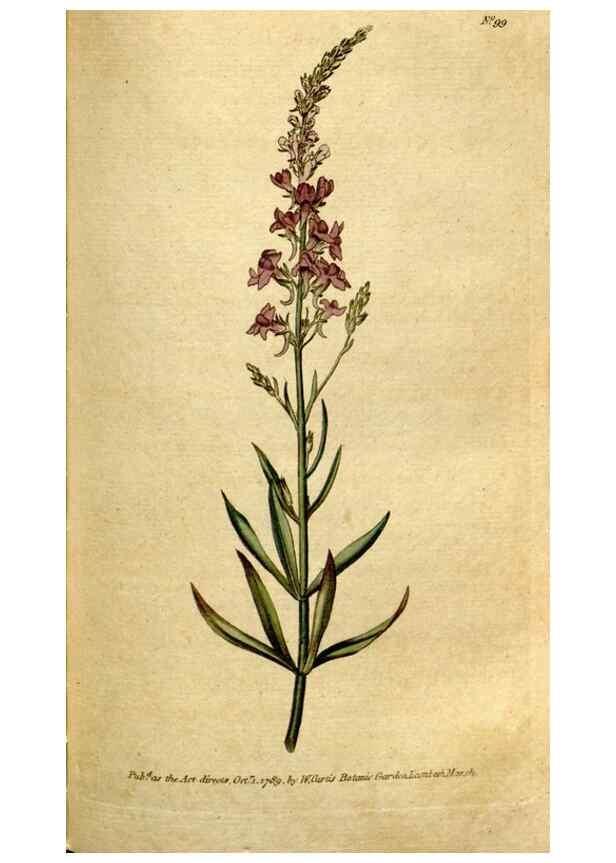 Reproducción/Reproduction 35036854581: The Botanical magazine, or, Flower-garden displayed ... /. [S.l. :s.n.],1790-1800 ;