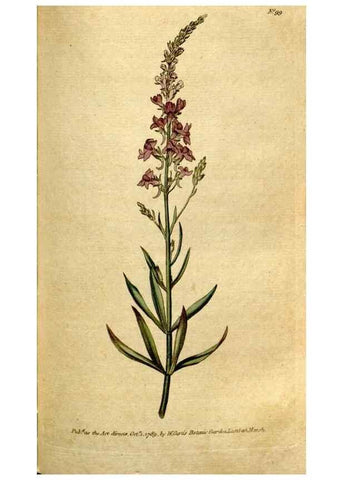 Reproducción/Reproduction 35036854581: The Botanical magazine, or, Flower-garden displayed ... /. [S.l. :s.n.],1790-1800 ;