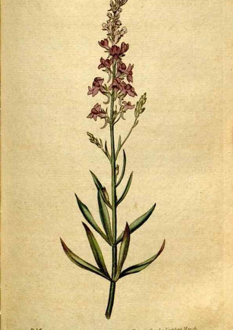 Reproducción/Reproduction 35036854581: The Botanical magazine, or, Flower-garden displayed ... /. [S.l. :s.n.],1790-1800 ;