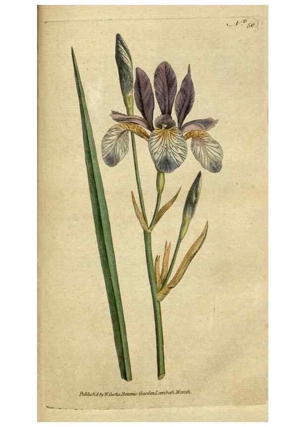 Reproducción/Reproduction 34322420054: The Botanical magazine, or, Flower-garden displayed ... /. [S.l. :s.n.],1790-1800 ;