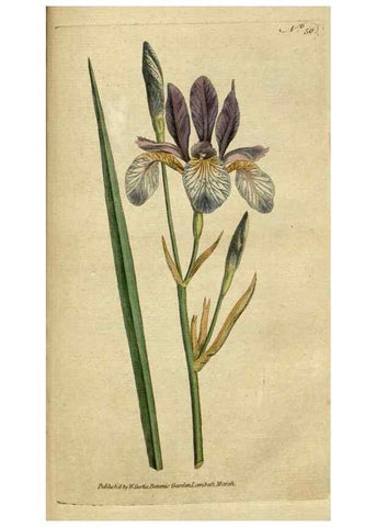 Reproducción/Reproduction 34322420054: The Botanical magazine, or, Flower-garden displayed ... /. [S.l. :s.n.],1790-1800 ;