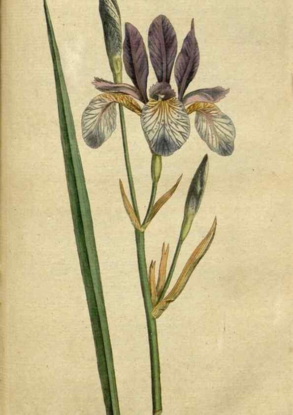 Reproducción/Reproduction 34322420054: The Botanical magazine, or, Flower-garden displayed ... /. [S.l. :s.n.],1790-1800 ;