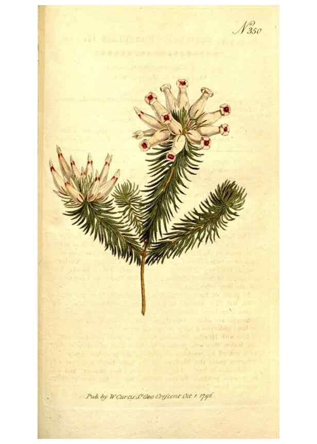 Reproducción/Reproduction 35037800131: The Botanical magazine, or, Flower-garden displayed ... /. [S.l. :s.n.],1790-1800 ;