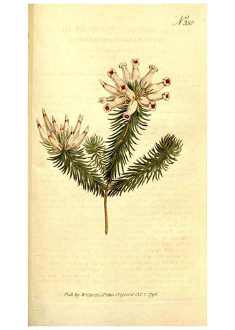 Reproducción/Reproduction 35037800131: The Botanical magazine, or, Flower-garden displayed ... /. [S.l. :s.n.],1790-1800 ;