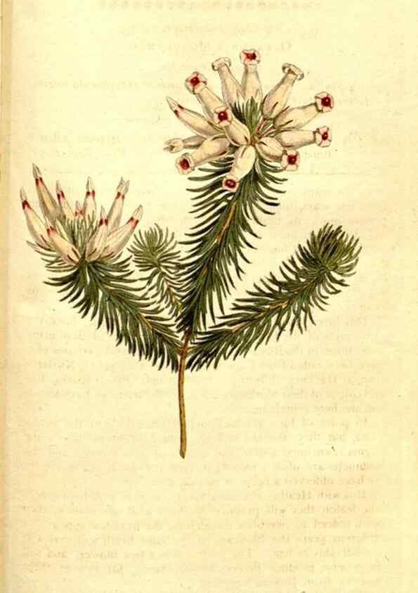 Reproducción/Reproduction 35037800131: The Botanical magazine, or, Flower-garden displayed ... /. [S.l. :s.n.],1790-1800 ;