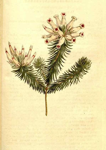 Reproducción/Reproduction 35037800131: The Botanical magazine, or, Flower-garden displayed ... /. [S.l. :s.n.],1790-1800 ;