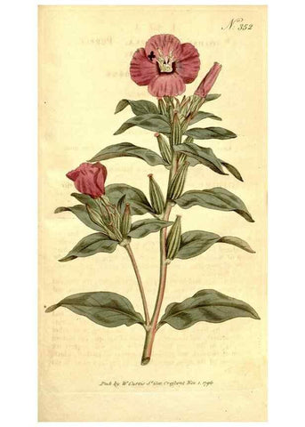 Reproducción/Reproduction 34323556544: The Botanical magazine, or, Flower-garden displayed ... /. [S.l. :s.n.],1790-1800 ;